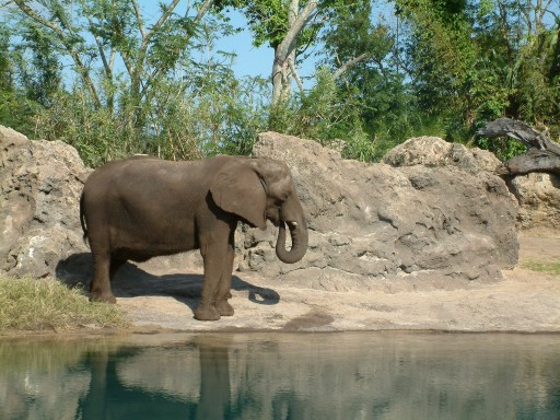 Elephant