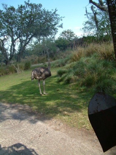 Ostritch