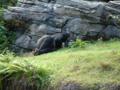 Gorilla